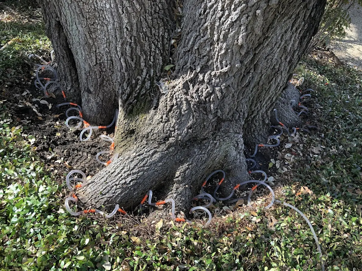 Detailed Tree Cabling and Bracing job site in Ucon
